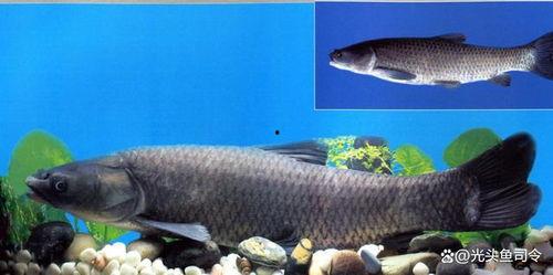 青鱼视频国产,青鱼视频引领国产短视频新潮流  第3张